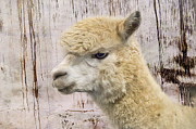 White Alpaca At The Barn Photograph by Amy Dundon
