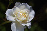 White And Soft Rose Photograph by Joy Watson