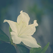 White Azalea in Square Crop Photograph by Joni Eskridge White Azalea in Square Crop Photograph by Joni Eskridge