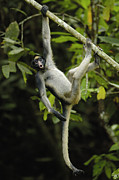 White-bellied Spider Monkey Calling Photograph by Pete Oxford