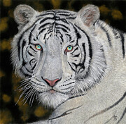 White Bengal Tiger Painting by Mark Ray