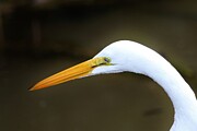 White bird with long beak Photograph by John Walsh White bird with long beak Photograph by John Walsh