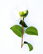 White Camellia Photograph by Anorel
