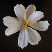 White Cosmos Photograph by Joy Garso