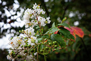 White Crapemyrtle in Rain Photograph by Toni Hopper