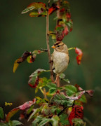 White-crowned Sparrow Juvenile Photograph by Joe Fisher