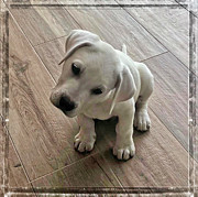 White Cuteness Digital Art by Waterdancer White Cuteness Digital Art by Waterdancer