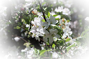 White Dogwood Blooms Photograph by Robert Blandy Jr