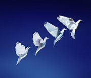 White dove in flight multiple exposure 4 on blue Photograph by Warren Photographic