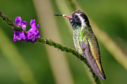White-eared Hummingbird Photograph by Adam Rainoff