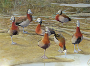 White-faced Whistling Duck Painting by Barry Kent MacKay