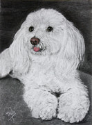 White Havanese Drawing by Terri Mills