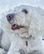 White Labradoodle Photograph by Debra Martz White Labradoodle Photograph by Debra Martz