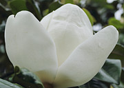 White Magnolia Petals Photograph by Bentley Davis White Magnolia Petals Photograph by Bentley Davis