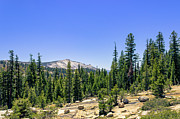 White Mountain Behind Green Trees Photograph by David Fountain