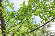 White Oak Tree Photograph by Robert Blandy Jr