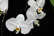 White Orchid Trio Photograph by Amy Dundon