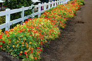 White Picket Fence and Nasturtium Flower Stands Photograph by Bonnie Colgan White Picket Fence and Nasturtium Flower Stands Photograph by Bonnie Colgan