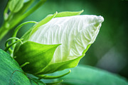 White Hibiscus Bud in the Croatan National Forest Photograph by Bob Decker