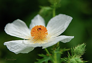 White Prickly Poppy Photograph by Linda Lee Hall White Prickly Poppy Photograph by Linda Lee Hall