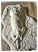 White Puppy on faux fur Photograph by Waterdancer White Puppy on faux fur Photograph by Waterdancer