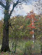 White River, White River National Wildlife Refuge, Arkansas Photograph by Tim Fitzharris