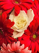 White Rose Photograph by JesusFit Art White Rose Photograph by JesusFit Art