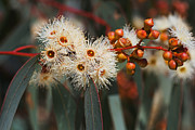 White Snowflake Eucalyptus Flowers Photograph by Joy Watson White Snowflake Eucalyptus Flowers Photograph by Joy Watson