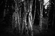 White Stripes Photograph by Andrew Kumler