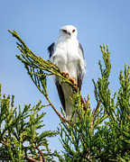 White-tailed Kite Pose Photograph by Joe Fisher White-tailed Kite Pose Photograph by Joe Fisher
