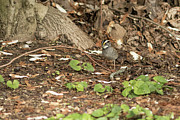 White Throated Sparrow Photograph by Amelia Pearn White Throated Sparrow Photograph by Amelia Pearn