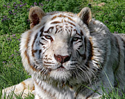 White Tiger Photograph by Kevin Anderson