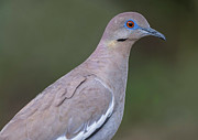 White-winged Dove Photograph by Puttaswamy Ravishankar White-winged Dove Photograph by Puttaswamy Ravishankar