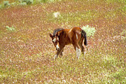 Wild baby Paint foal in spring grass Photograph by Waterdancer Wild baby Paint foal in spring grass Photograph by Waterdancer