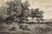 Wild Boar in a Pond Drawing by Karl Bodmer
