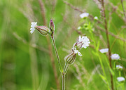 Wild Floral Photograph by Amelia Pearn