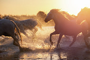 Wild Horses at Golden Hour Photograph by Francesco Riccardo Iacomino Wild Horses at Golden Hour Photograph by Francesco Riccardo Iacomino