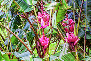 Wild pink bananas and flowers, Panama Photograph by Tatiana Travelways
