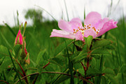 Wild Prairie Rose at Muralt Bluff -  Rosa blanda Photograph by Peter Herman