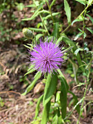 Wild Thistle Photograph by Grey Coopre Wild Thistle Photograph by Grey Coopre
