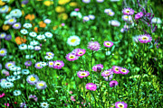 Wildflower Explosion Photograph by Az Jackson Wildflower Explosion Photograph by Az Jackson