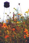 Wildflower Medley Photograph by Go and Flow Photos Wildflower Medley Photograph by Go and Flow Photos