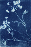 Wildflowers and Leaves Botanical Photograph by Elizabeth Reich