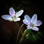 Wildflowers In The Woods Photograph by Gina Fitzhugh