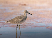 Willet Art Print Photograph by Denise Johnson