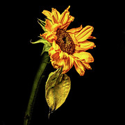 Wilting Sunflower #3 Photograph by Kevin Suttlehan Wilting Sunflower #3 Photograph by Kevin Suttlehan