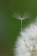 Wind Photograph by Elbegzaya Lkhagvasuren Wind Photograph by Elbegzaya Lkhagvasuren