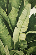 Window into the Rainforest - Botanical Art Painting by Lourry Legarde