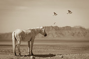Feathered Angels Photograph by Mary Hone