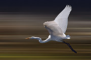 Flying Egret Photograph by Jim Signorelli Flying Egret Photograph by Jim Signorelli